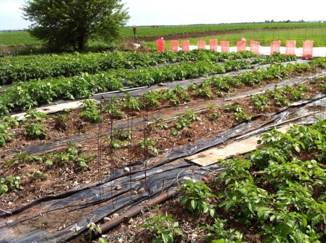  photo E6EE12AC-A8C8-4456-8978-8F1F01CEA1EA-24518-000002CA6BA9B00E_zps5b66d92d.jpg